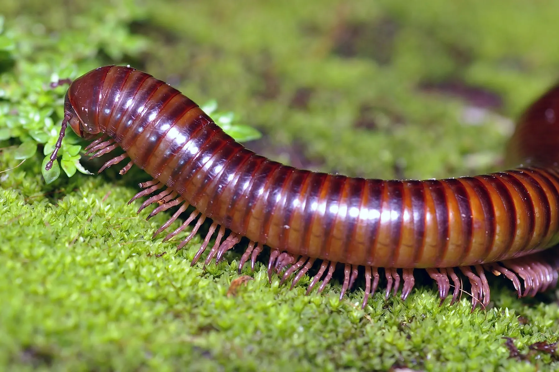 Millipedes
