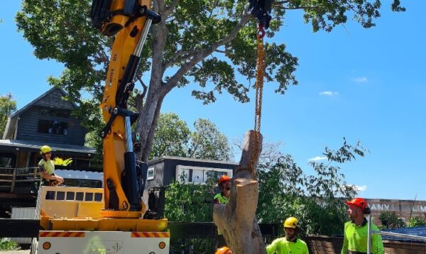 Tree Care Solutions
